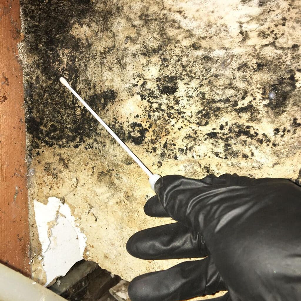 difference buyer mold inspection