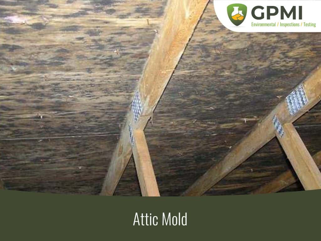 Attic Mold