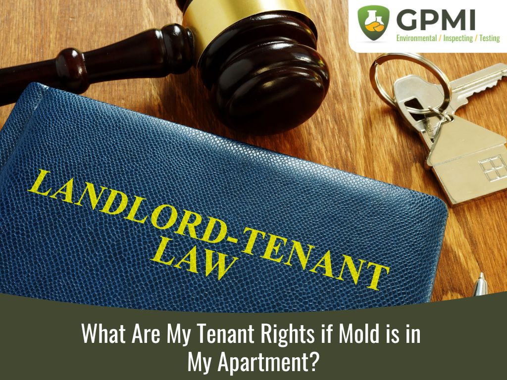 What Are My Tenant Rights If Mold Is In My Apartment?