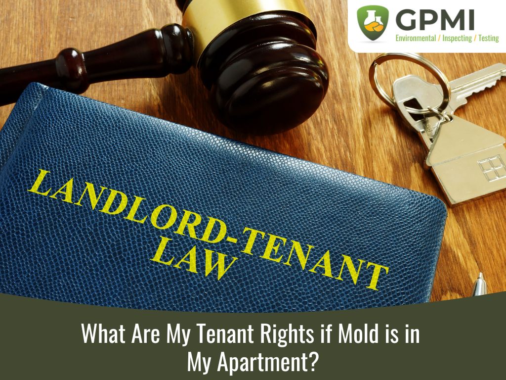 What Are My Tenant Rights if Mold is in My Apartment?