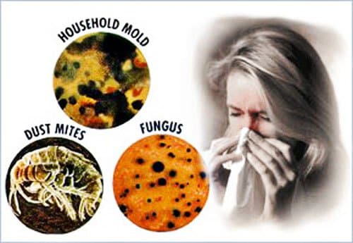 How Does Mold Affect People