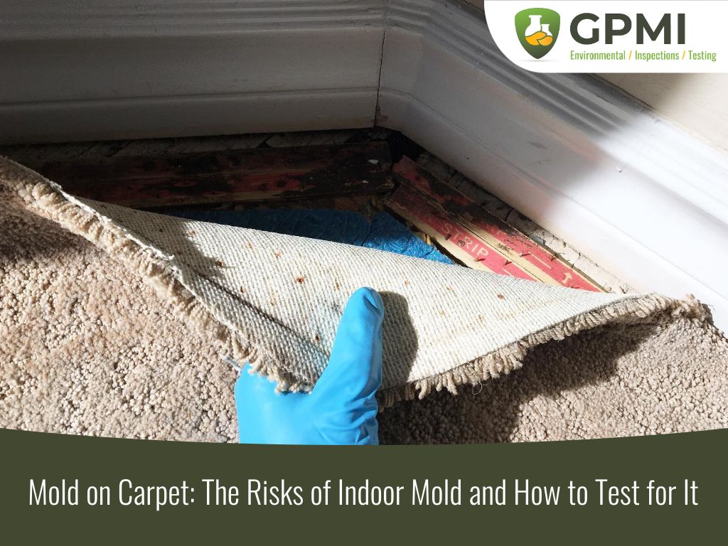 Mold On Carpet-The Risks Of Indoor Mold & How To Test For It