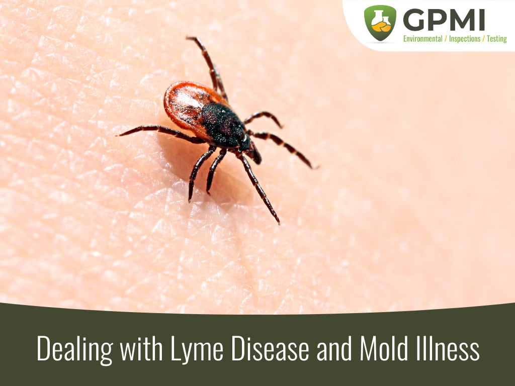 Dealing With Lyme Disease And Mold Illness