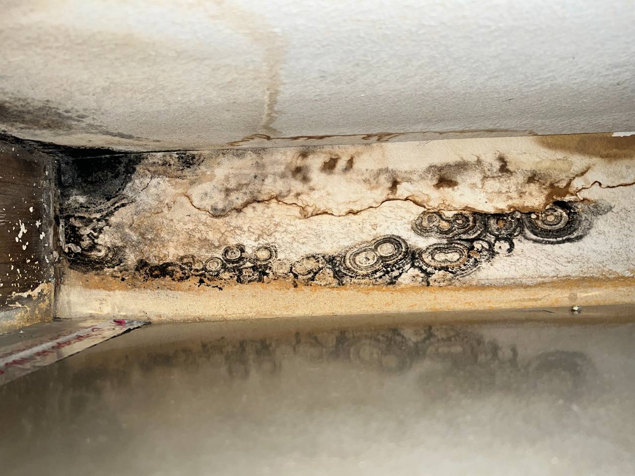 What To Do After Mold Remediation