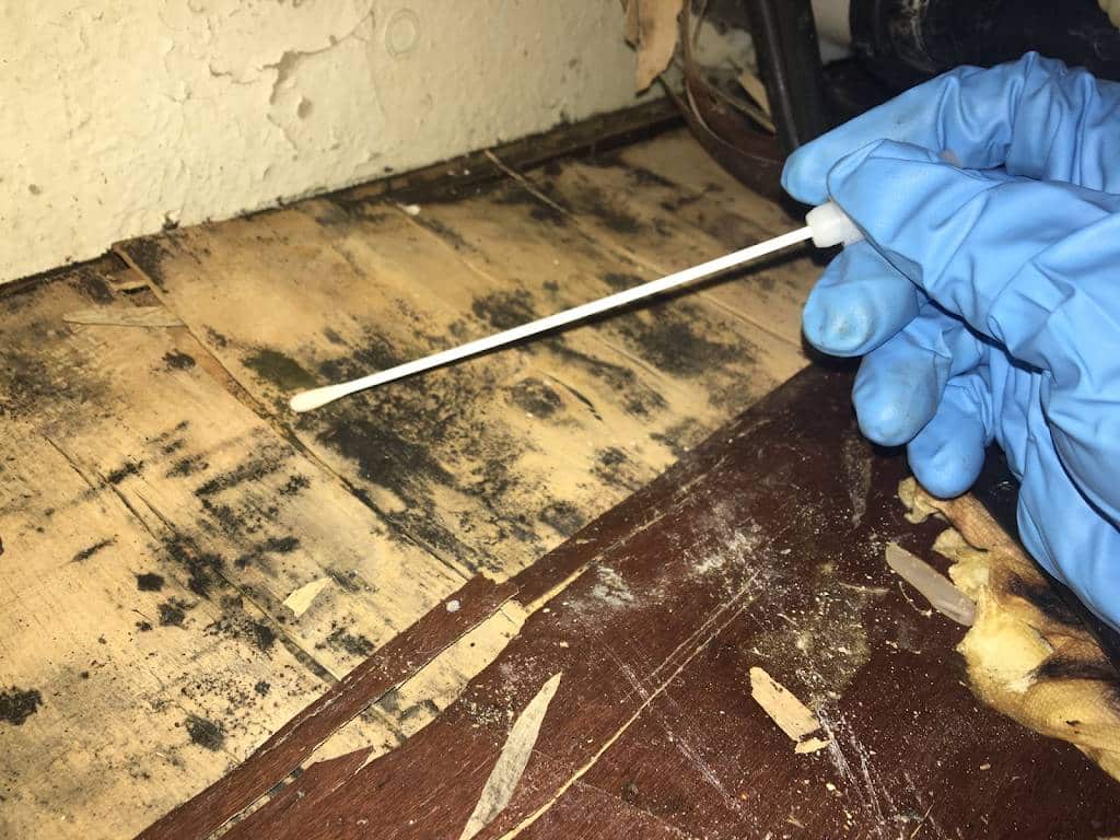 Mold Testing Near Me