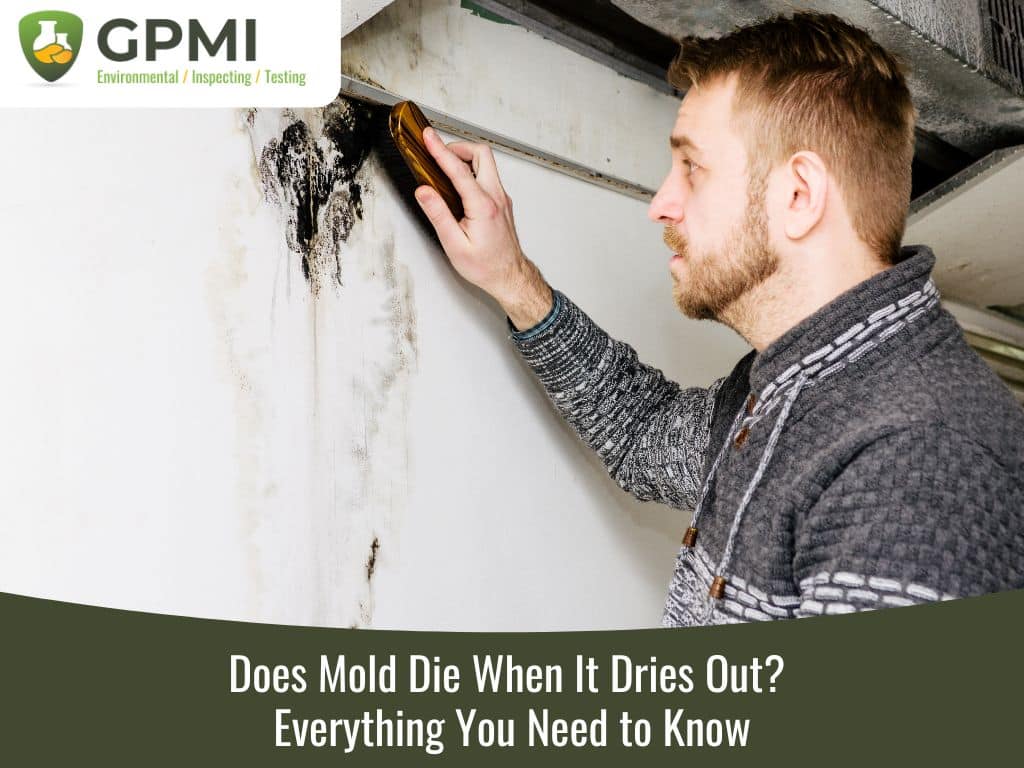 Does Mold Die When It Dries Out?