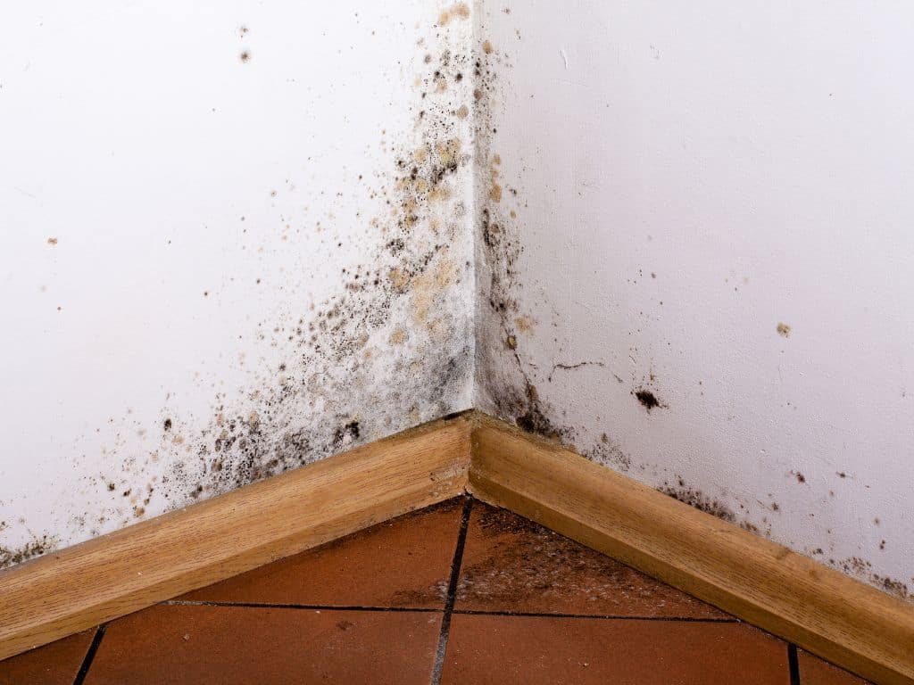 Does Mold Die When It Dries Out? - GP Inspections