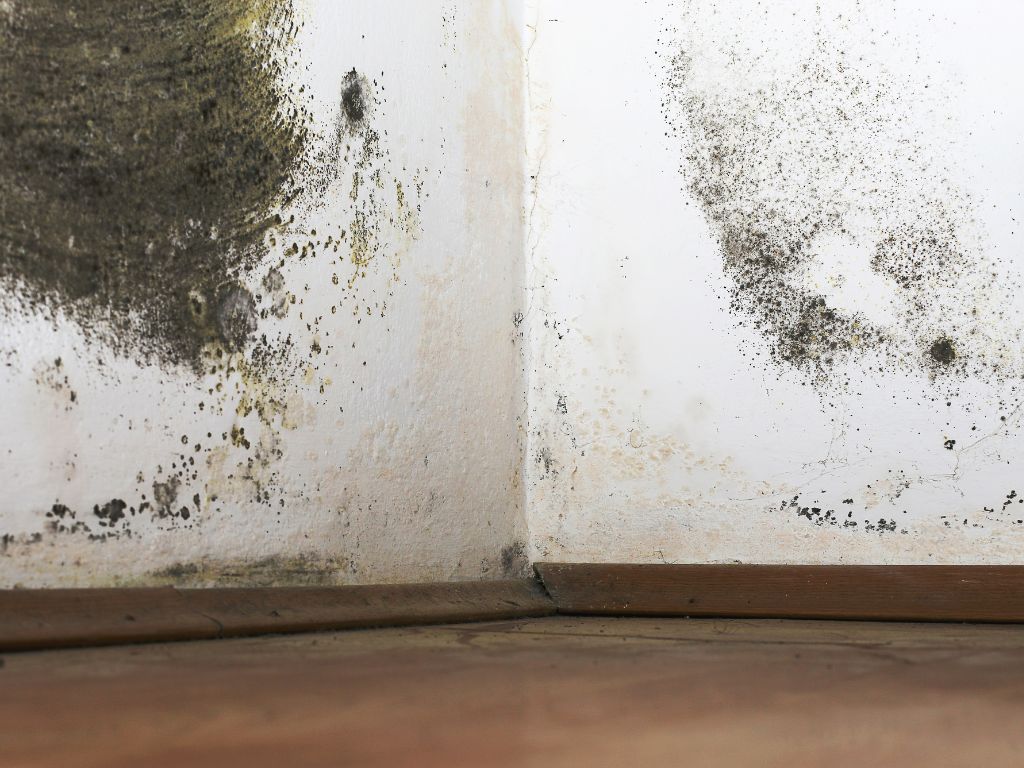 Black Mold In Your Home? Causes, Symptoms, Prevention