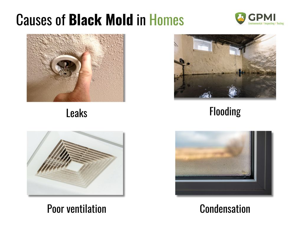 Black Mold In Your Home? Causes, Symptoms, Prevention