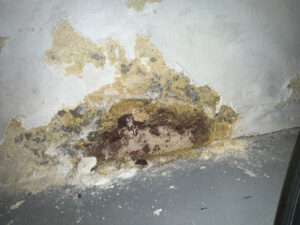 Newport Beach Luxury Home Sewage Backup Mold Inspection 2 Moldy Wall With A Visible Hole, Showing Signs Of Decay And Damage.