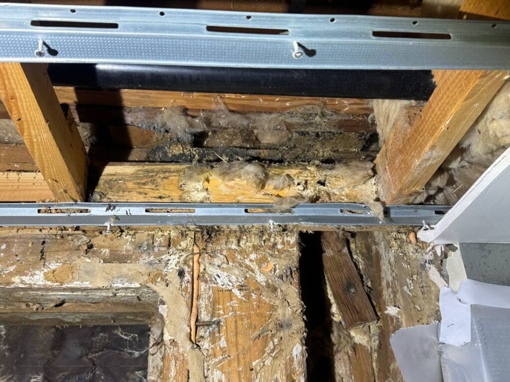 Laguna Beach Property – Structural Mold Species Identification 11 Exposed Wooden Beams Revealing Mold, Insulation Debris, And Metal Track In A Dimly Lit Attic Space. Signs Of Water Damage Present.