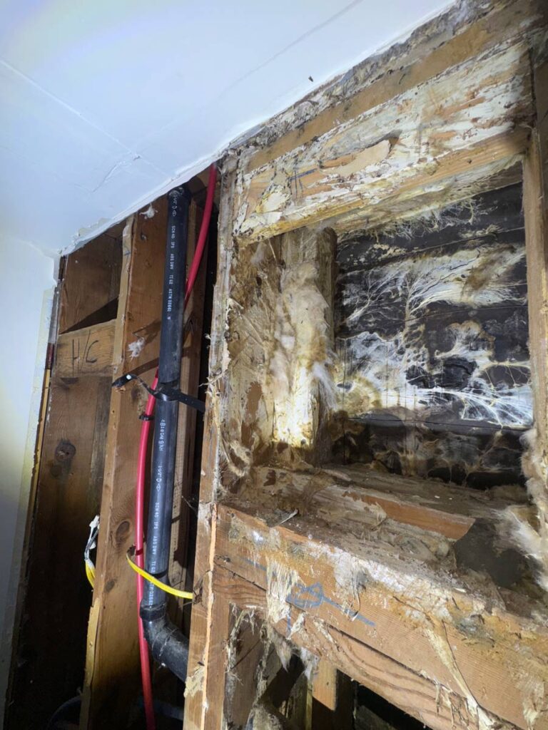 Laguna Beach Property – Structural Mold Species Identification 8 Damaged Wood Framing Reveals Insulation And Pipes, Showing Signs Of Mold And Water Damage In A Building'S Interior Structure.
