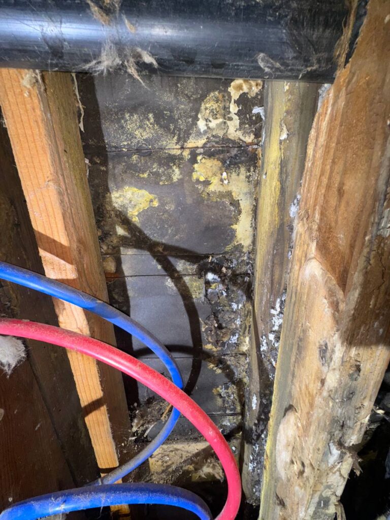 Laguna Beach Property – Structural Mold Species Identification 7 Insulation And Pipes In An Unrefined Space, Showing Signs Of Mold Growth And Water Damage Between Wooden Beams.